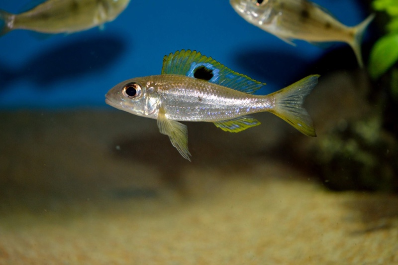 Ectodus descampsii 'Ndole Bay'